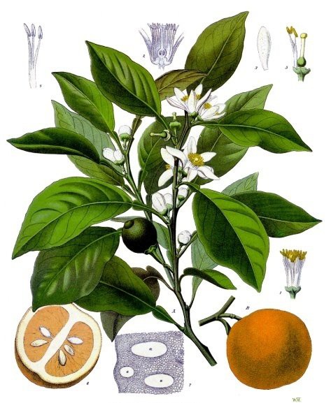 Citrus Aurantium Extract Best price